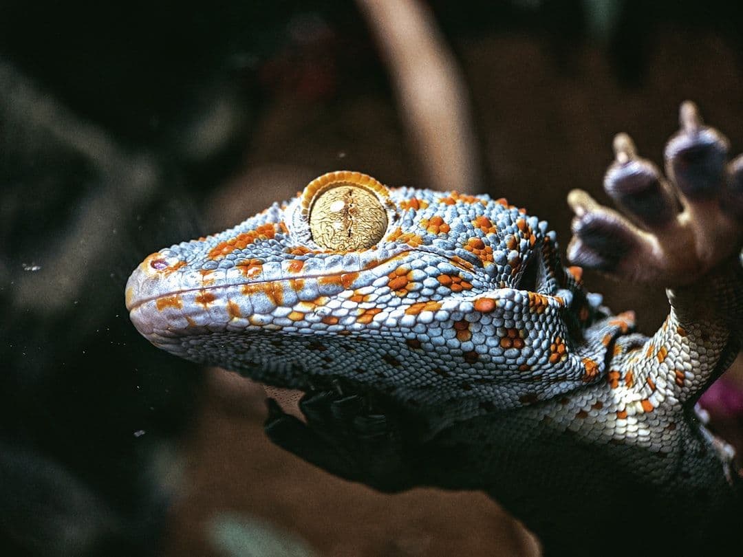 Cryptosporidium in Reptiles: What Every Keeper Should Know