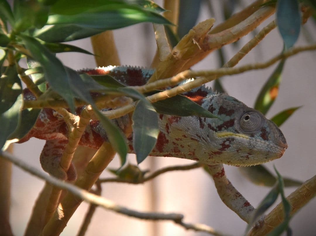 A Breeder's Guide to Genetic Morph Verification