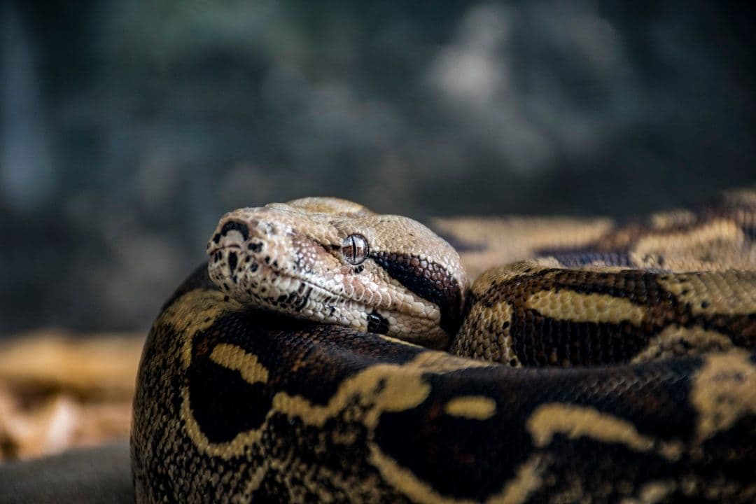 Understanding Nidovirus: Detection and Prevention in Ball Pythons