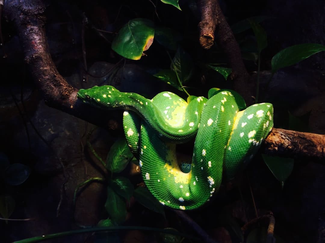 Green tree python precision molecular diagnostics